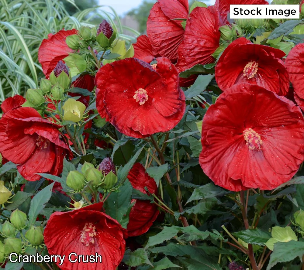 Cottage Farms Hardy Giant Hibiscus Bareroot