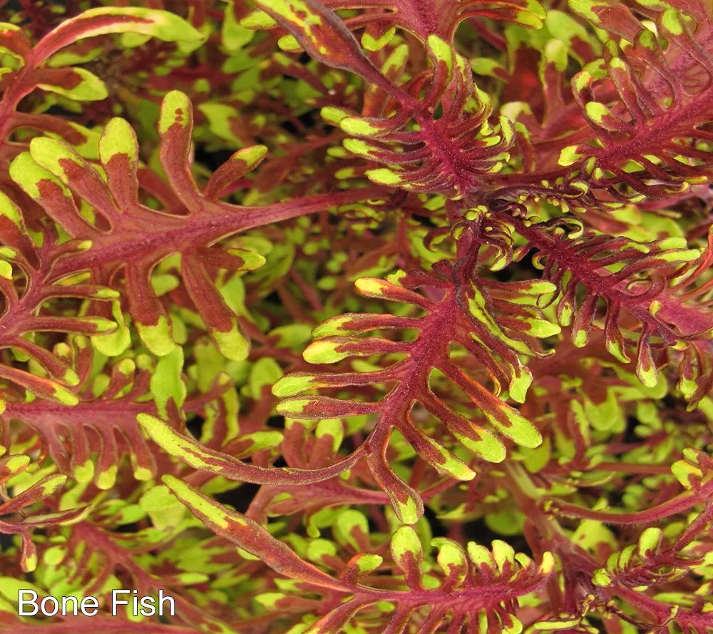 Hort Couture 6Piece Coleus Under the Sea Live Plants