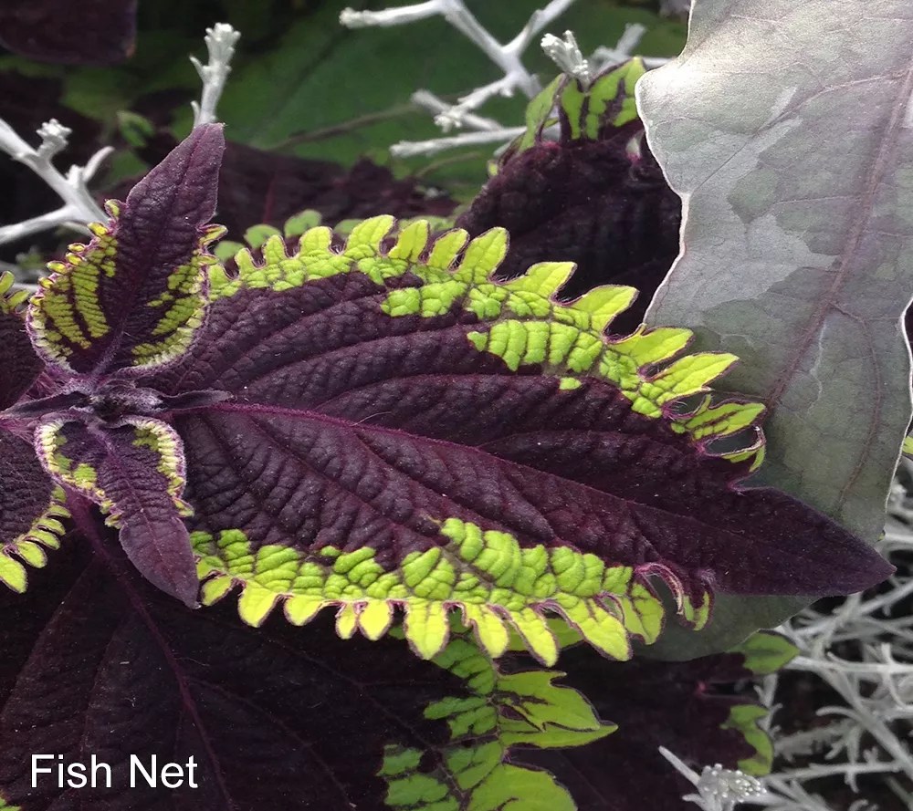 Hort Couture 6Piece Coleus Under the Sea Live Plants