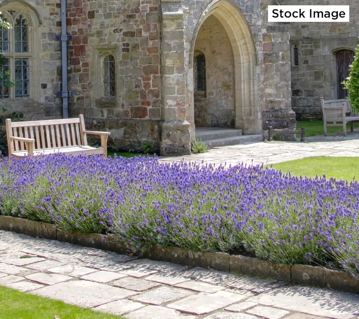 Cottage Farms 3Piece Layla Presto Blue Lavender Live Plants