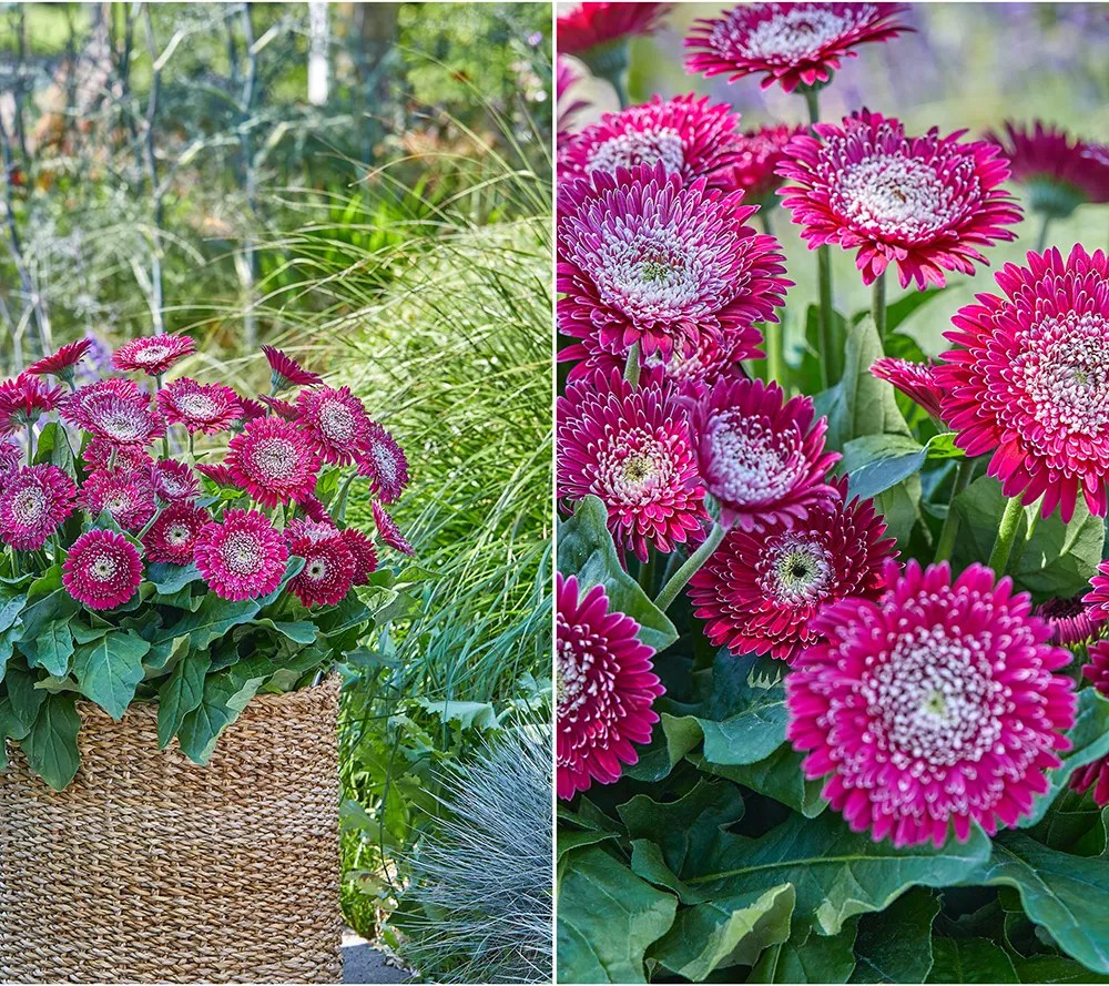 Roberta's 4Piece Double Majestic Gerber Daisy Live Plants
