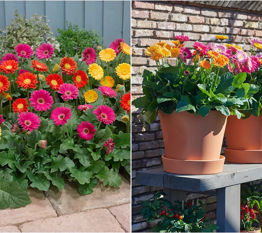 Gerbera Daisies In Flower Beds Best Flower Site