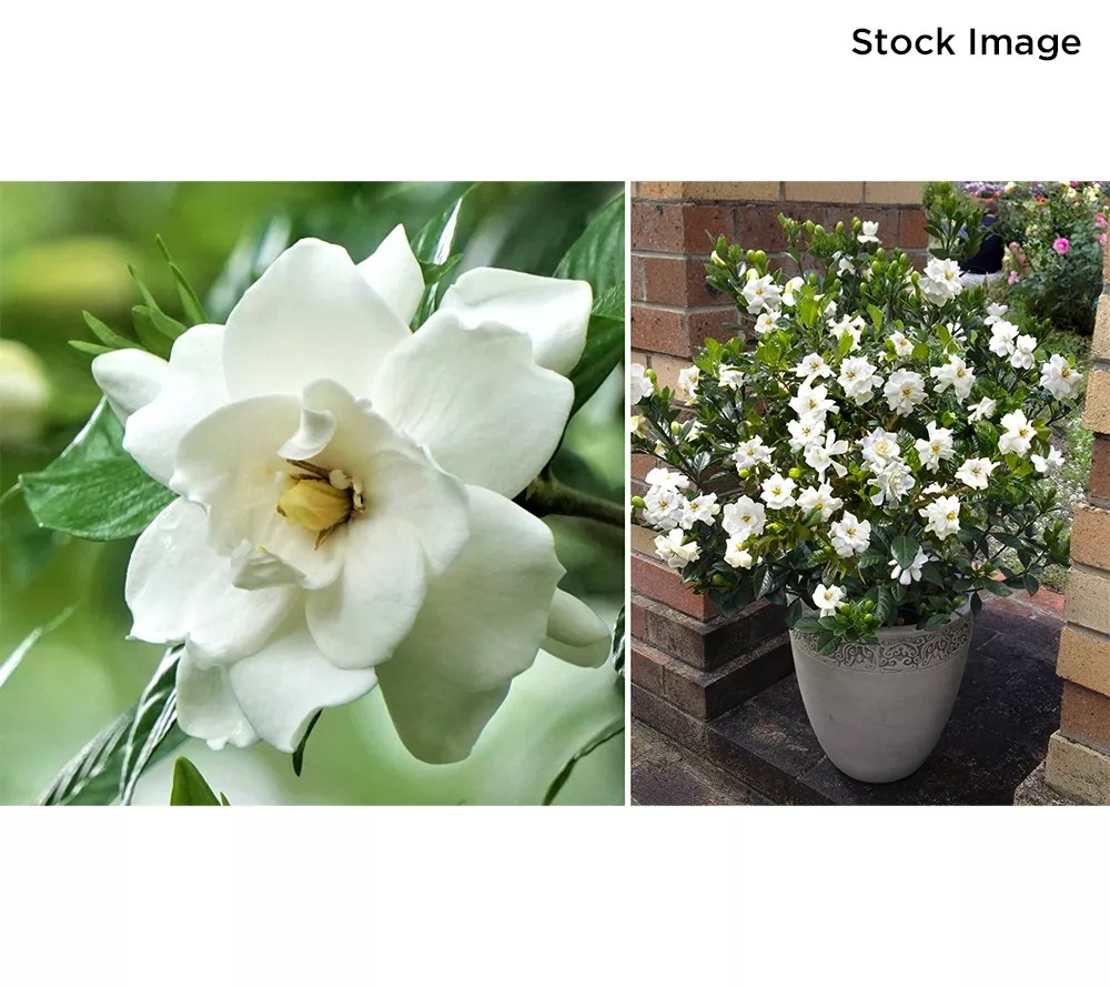 Cottage Farms 1Piece Everblooming Fragrant Gardenia Plant