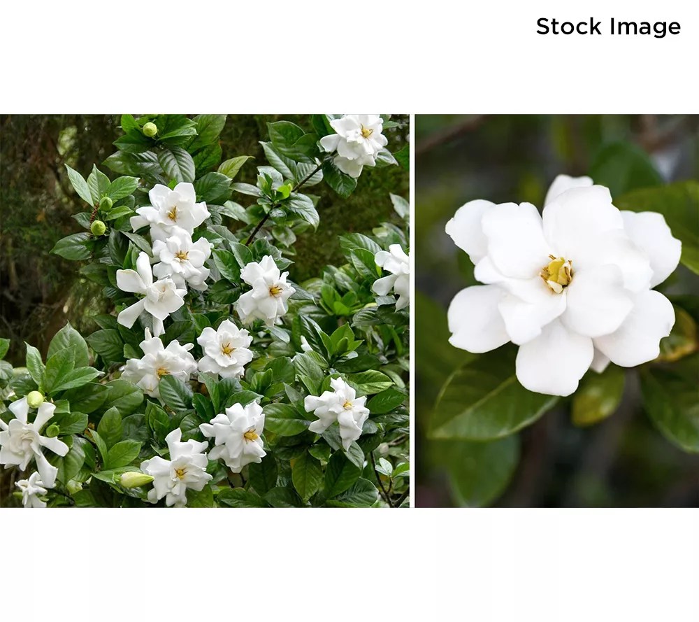 Cottage Farms 1Piece Everblooming Fragrant Gardenia Plant