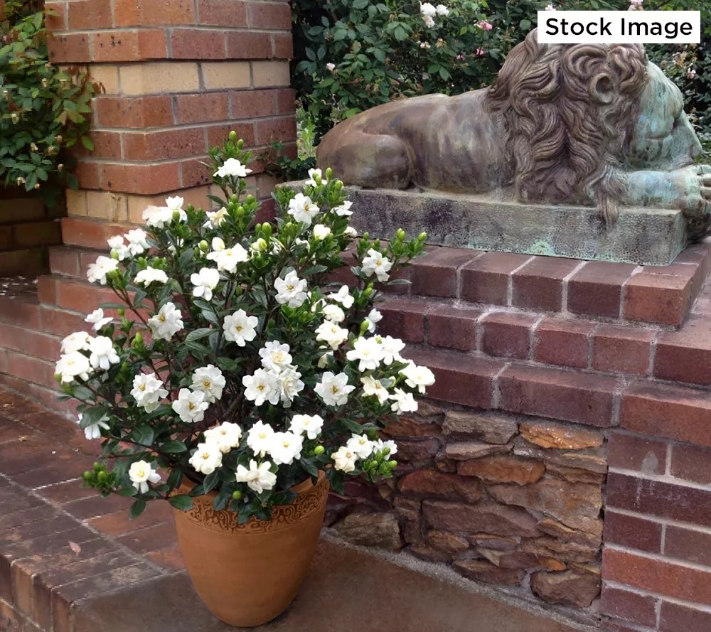 Cottage Farms 1Piece Everblooming Fragrant Gardenia Plant