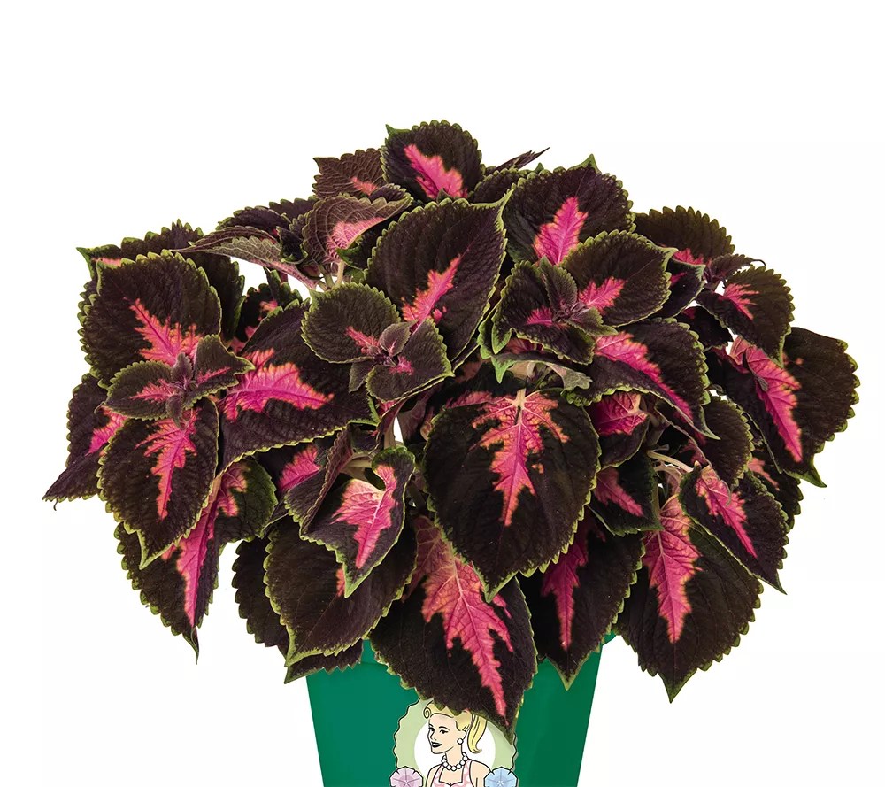 Girl Next Door 3Piece Main Street Coleus Collection Live Plants