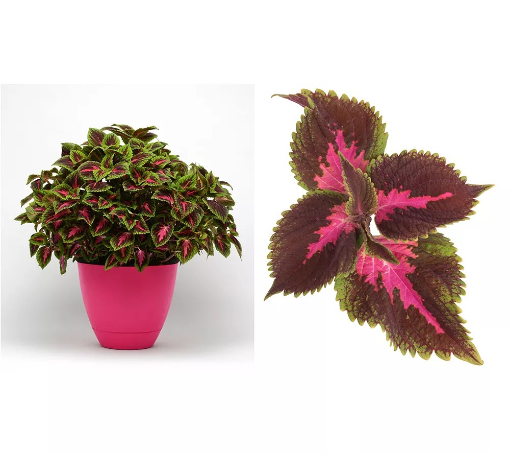 Girl Next Door 3Piece Main Street Coleus Collection Live Plants