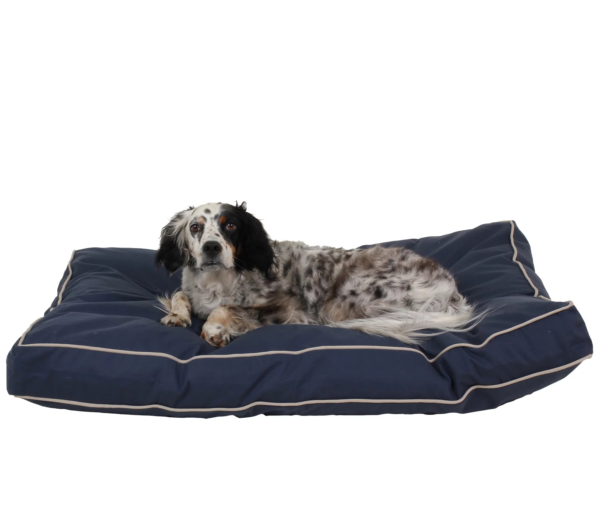 Carolina Pet Medium Memory Foam Classic CanvasJamison Dog Bed