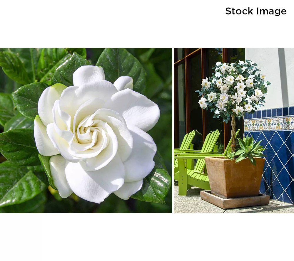 Cottage Farms 1Piece Braided Gardenia Tree Live Plant
