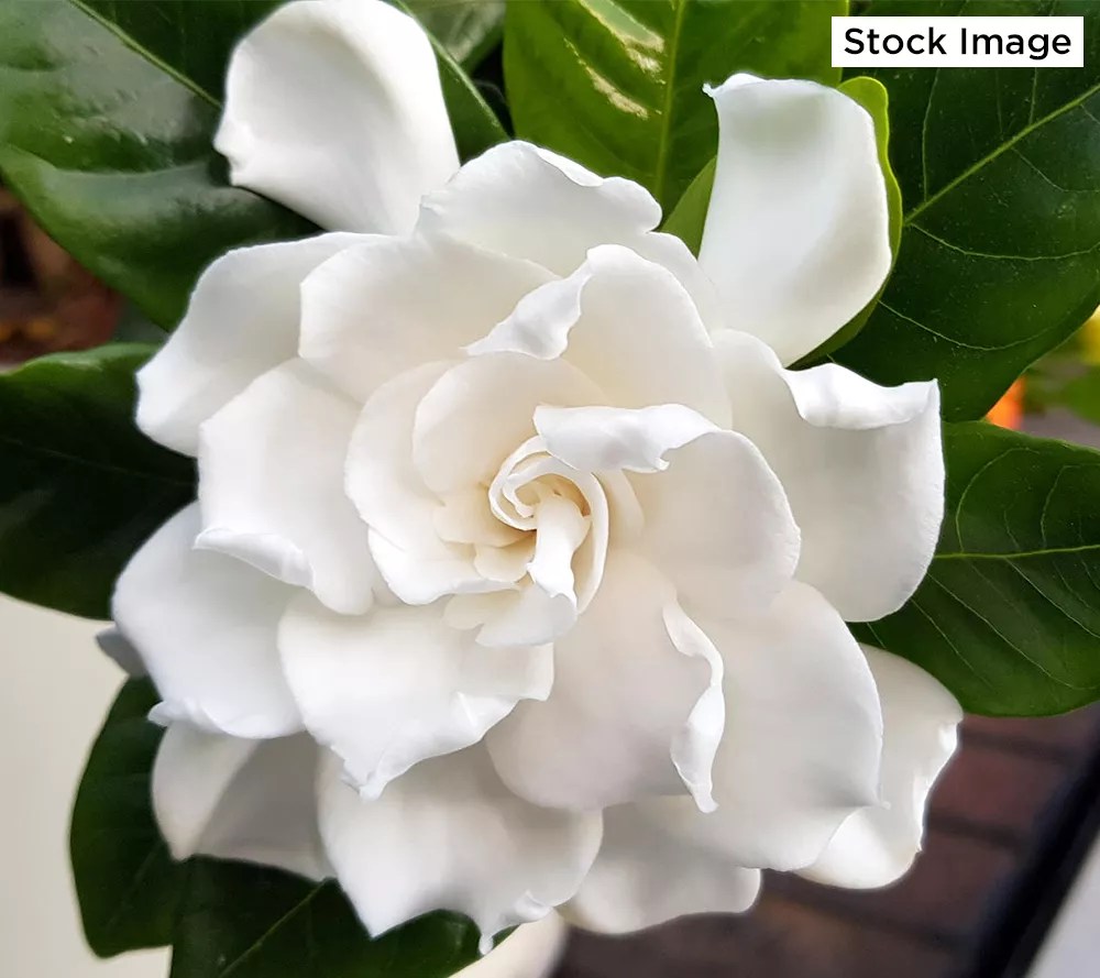 Cottage Farms 1Piece Braided Gardenia Tree Live Plant