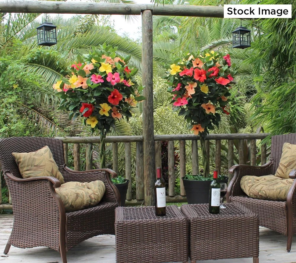 Cottage Farms 1pc Multicolor Braided Hibiscus Tree Live Plant