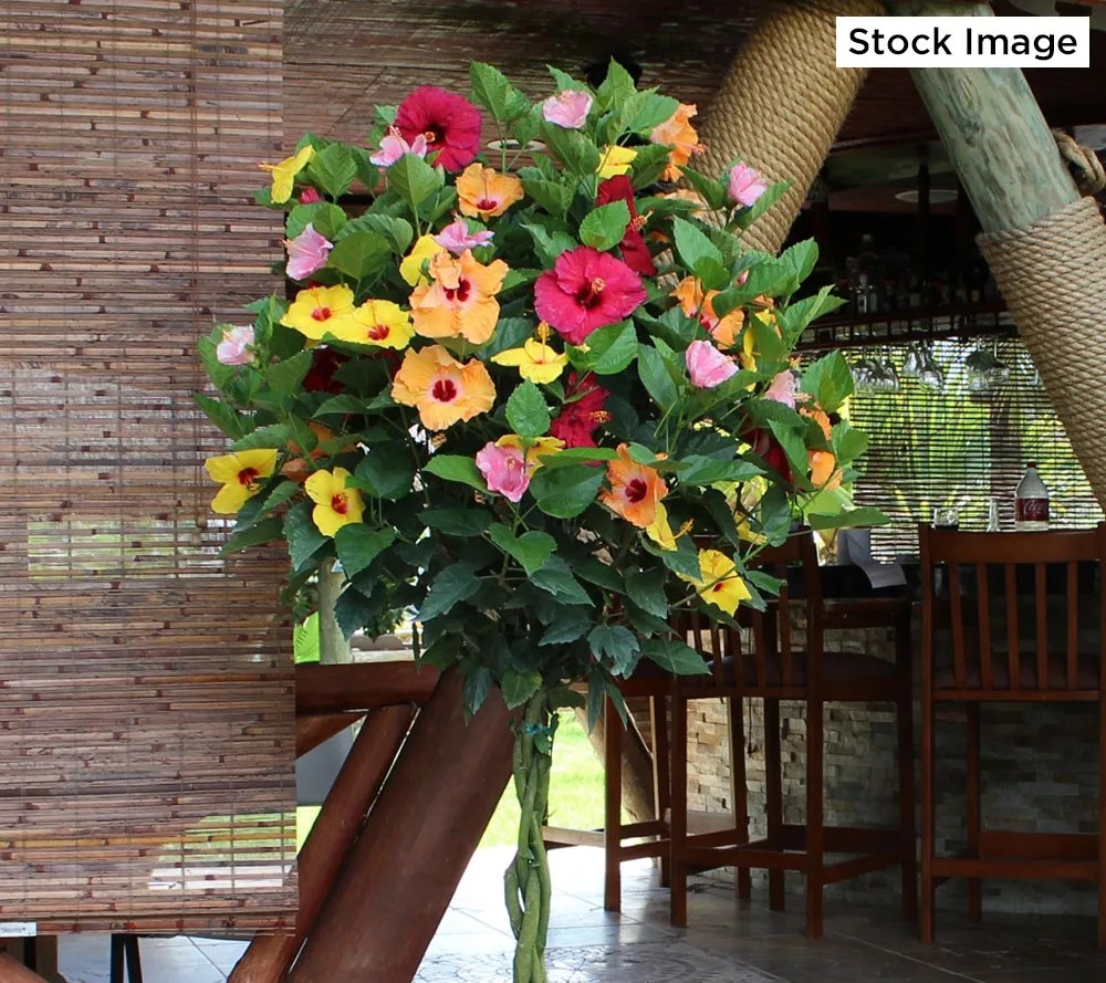 Cottage Farms 1pc Multicolor Braided Hibiscus Tree Live Plant