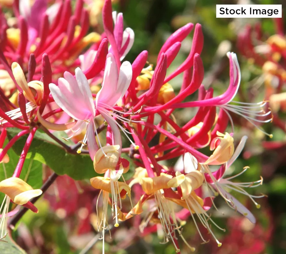 Cottage Farms 2Piece Peaches and Cream Honeysuckle Live Plants