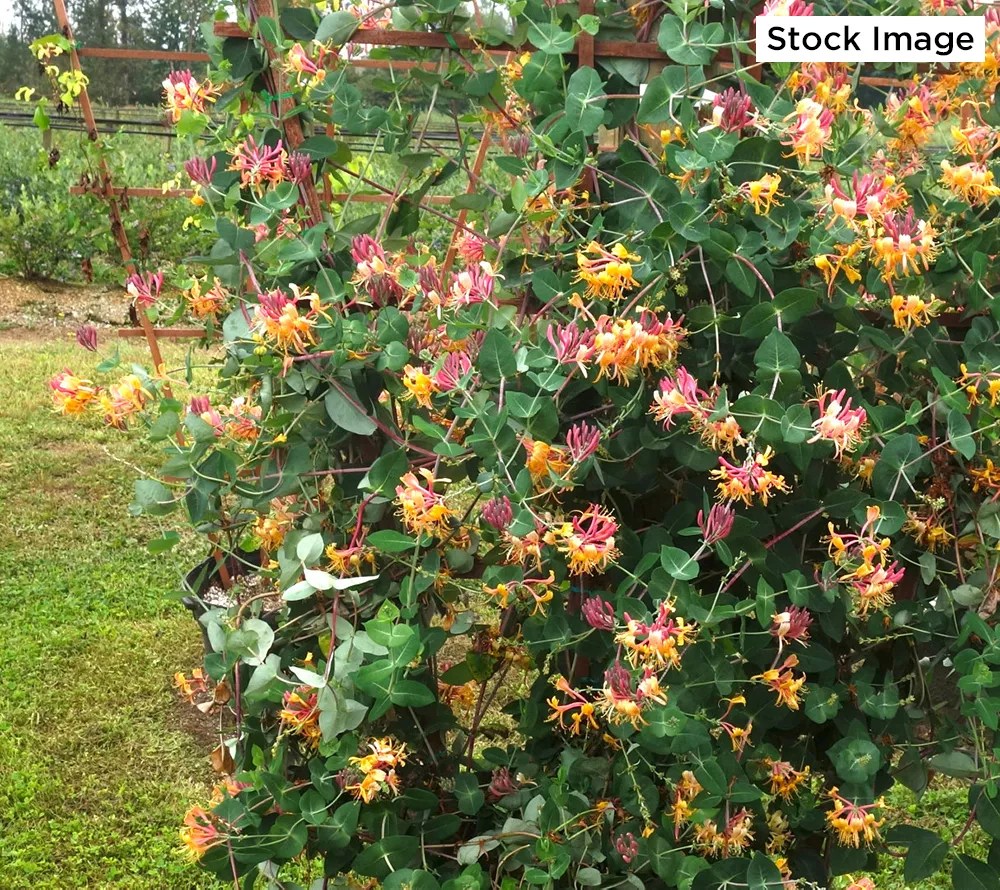 Cottage Farms 2Piece Peaches and Cream Honeysuckle Live Plants