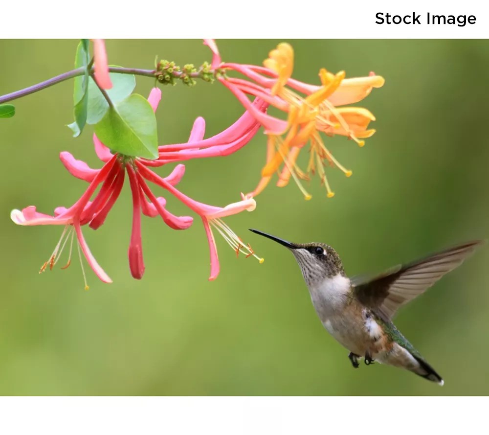 Cottage Farms 2Piece Peaches and Cream Honeysuckle Live Plants