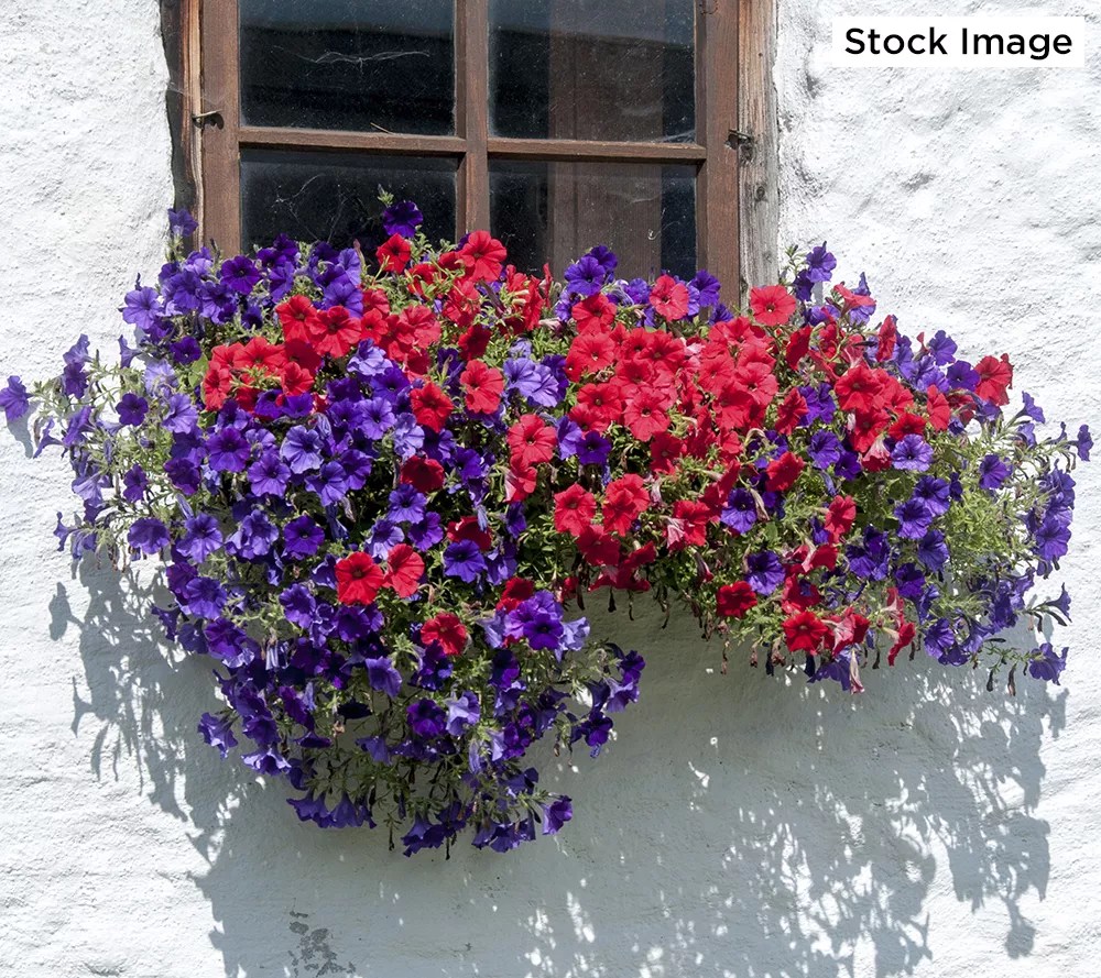 Roberta's 6Piece Groundcover Petunias Live Plants