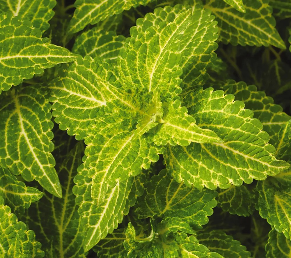 Avant Flora 6pc Water View Coleus Live Plants