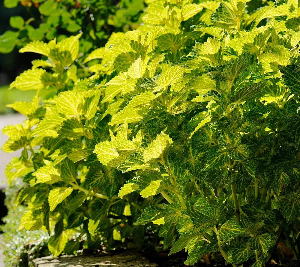 Avant Flora 6pc Water View Coleus Live Plants