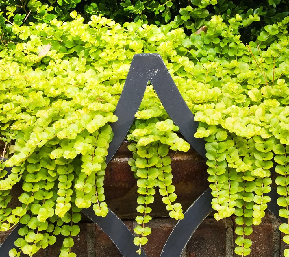 Phillip Watson Designs 6Piece Creeping Jenny Live Plants