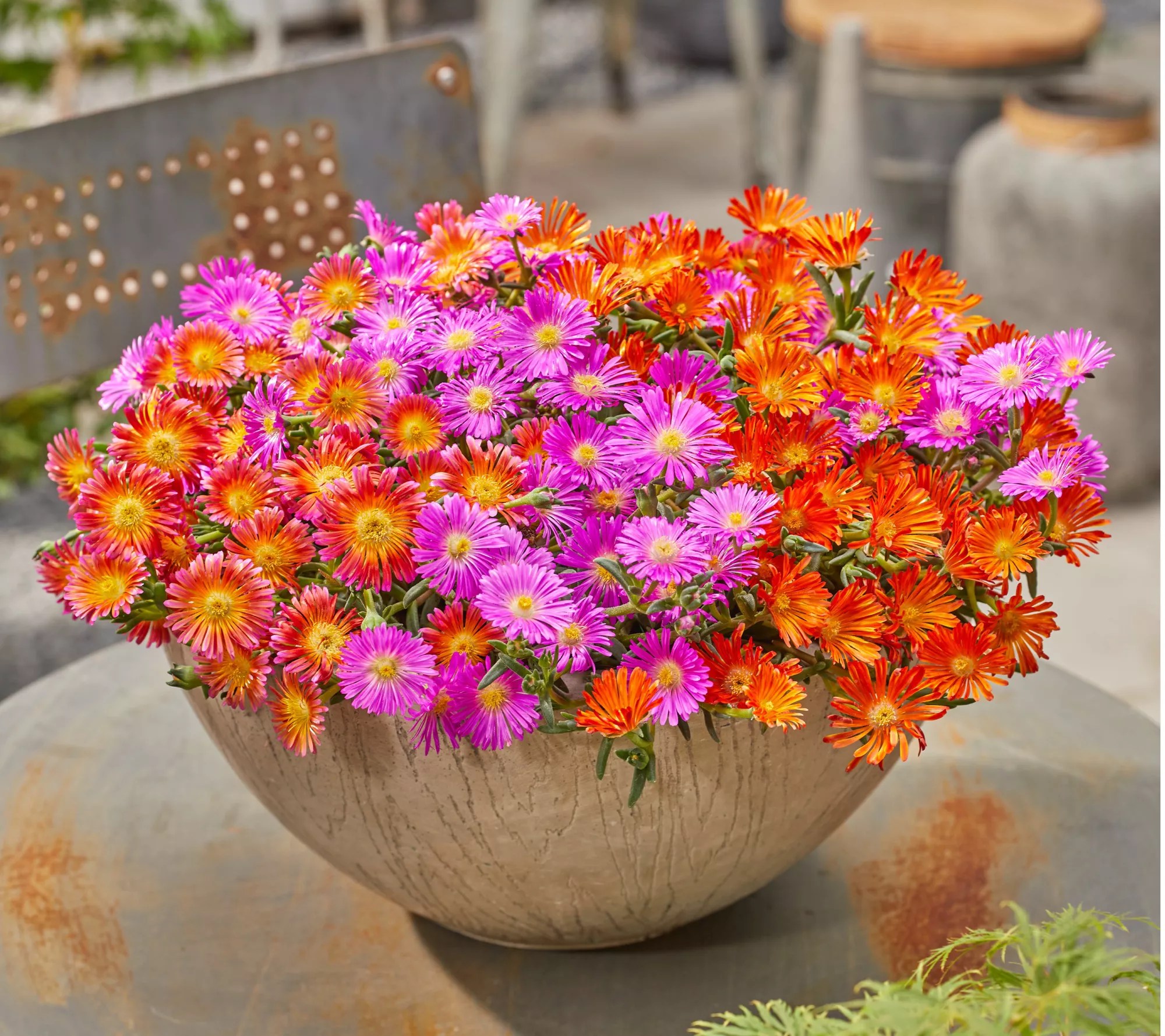 Roberta's 6pc Ocean Sunset Series Ice Plant Live Plants