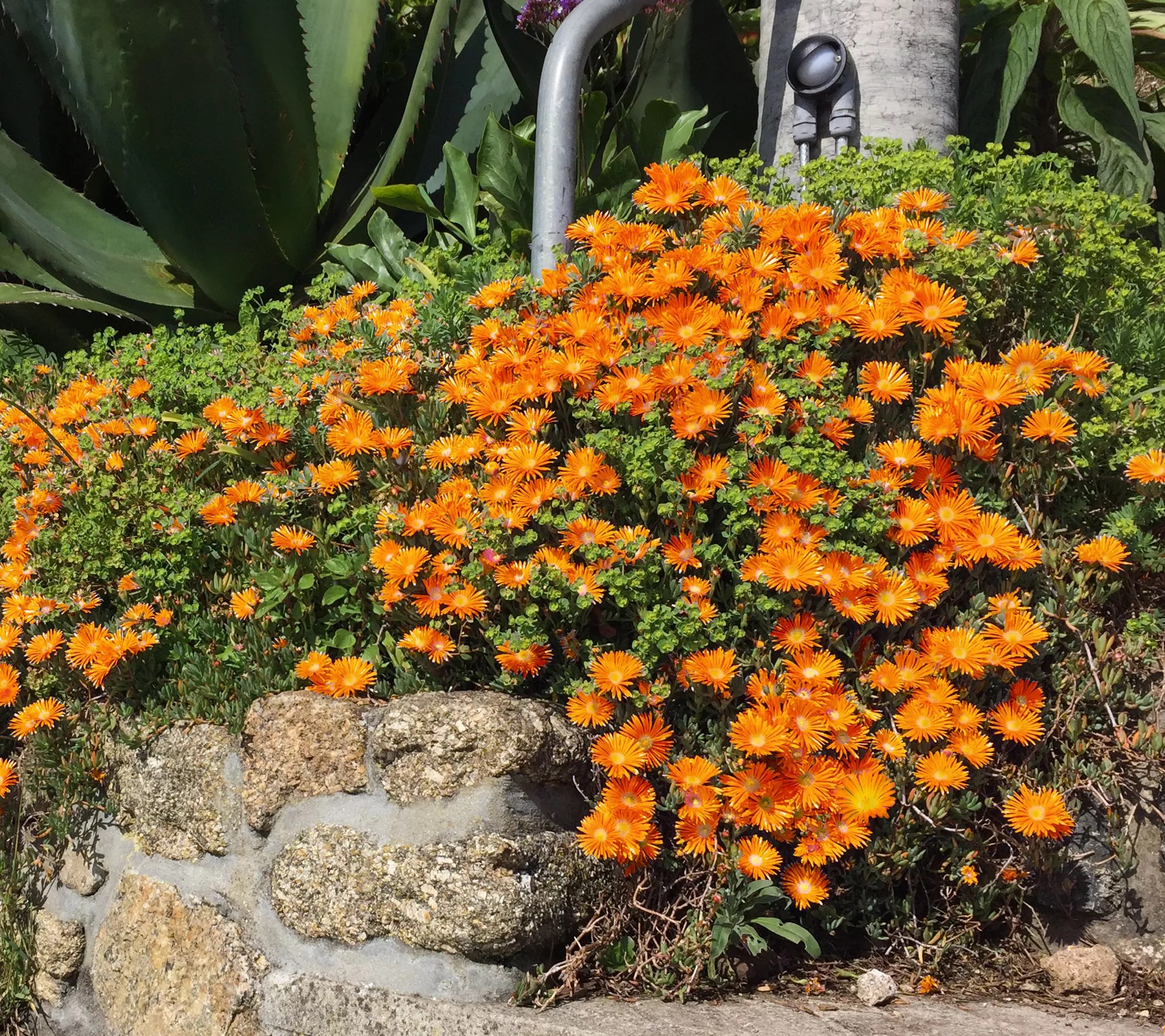 Roberta's 6pc Ocean Sunset Series Ice Plant Live Plants