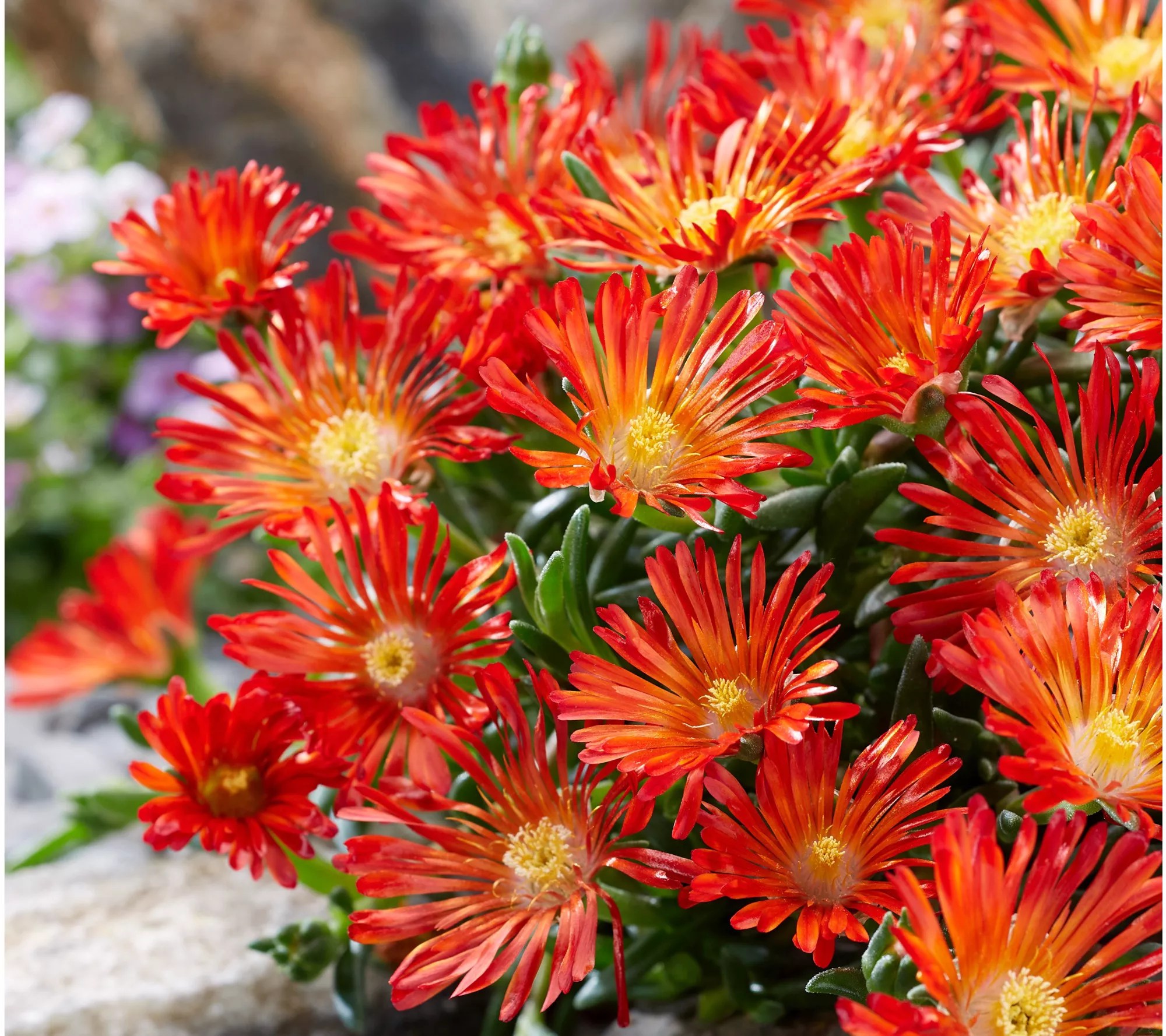 Roberta's 6pc Ocean Sunset Series Ice Plant Live Plants