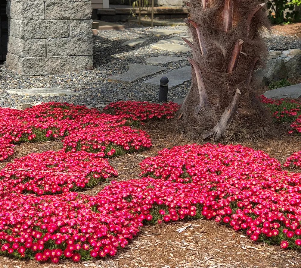 Roberta's 1pc WOW Series Ice Plant Quilt Tray Live Plant