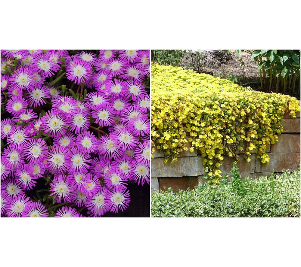 Roberta's 1pc WOW Series Ice Plant Quilt Tray Live Plant