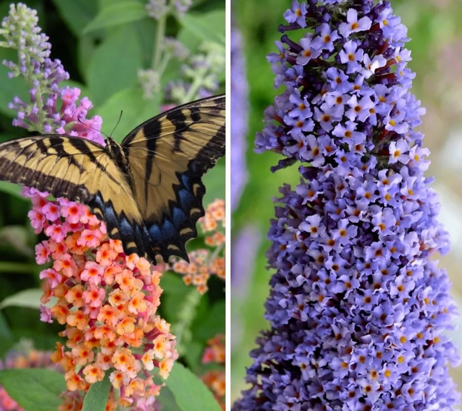 Cottage Farms 4pc Multi Color Flower Show Butterfly Bush Live Plants