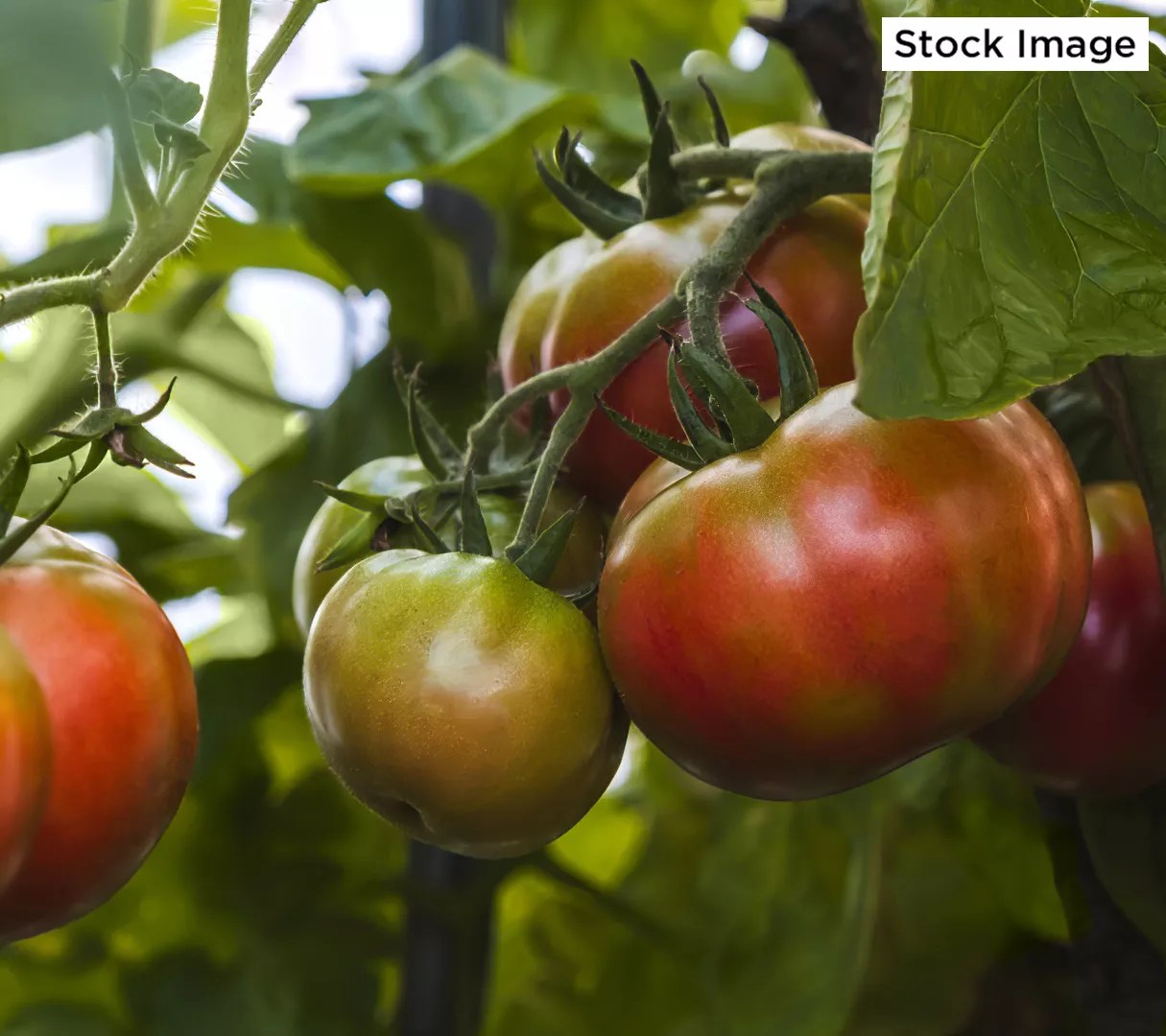 Cottage Farms 4Piece Chef's Choice Tomato Edible Plants