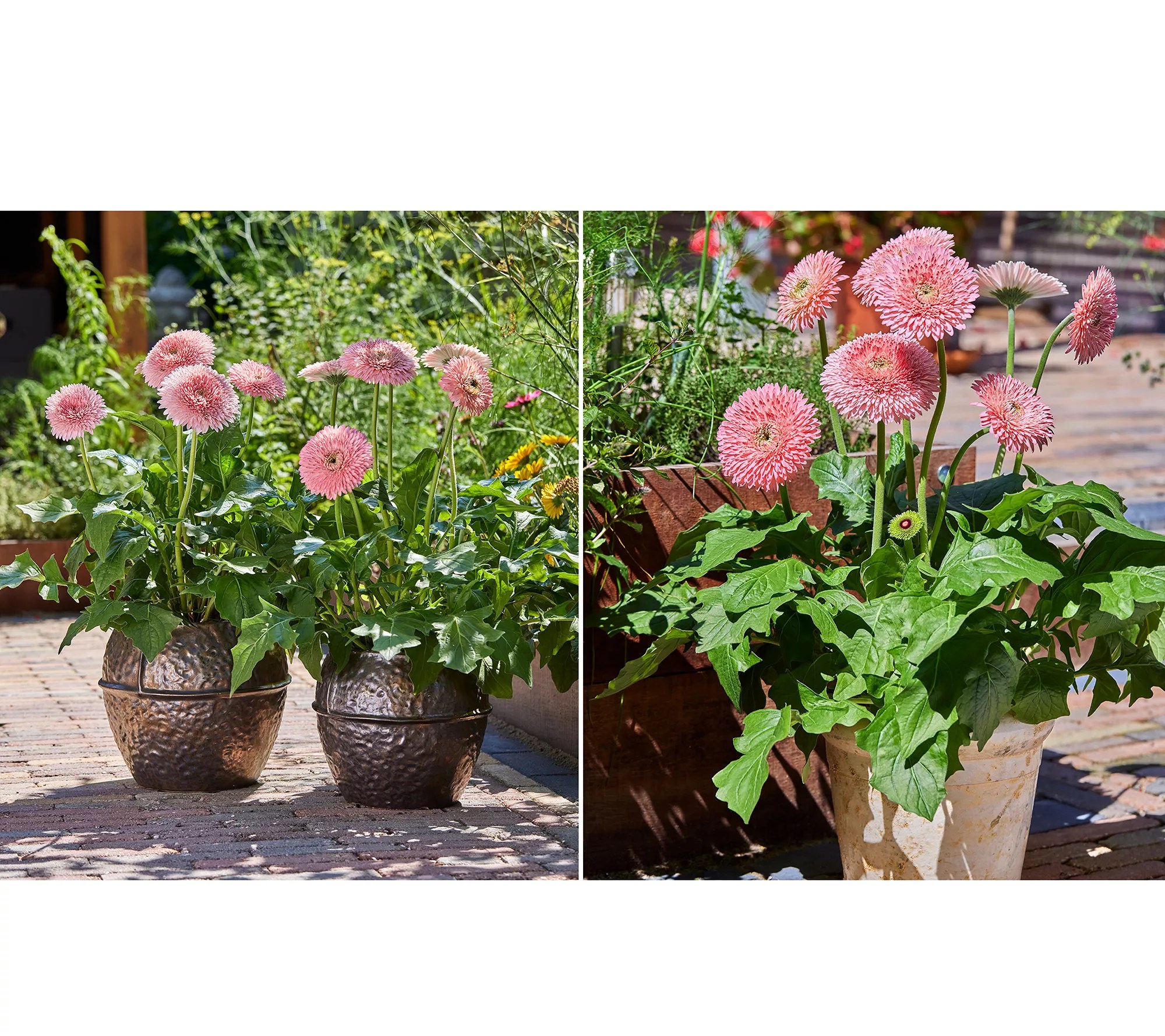 Roberta's 3piece Glorious Patio Gerber Daisy Plants
