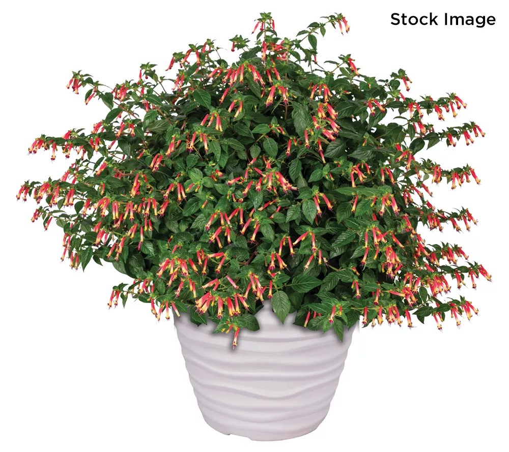 Ultimate Innovations 3pc Hummingbird Lunch Honeybell Live Plants