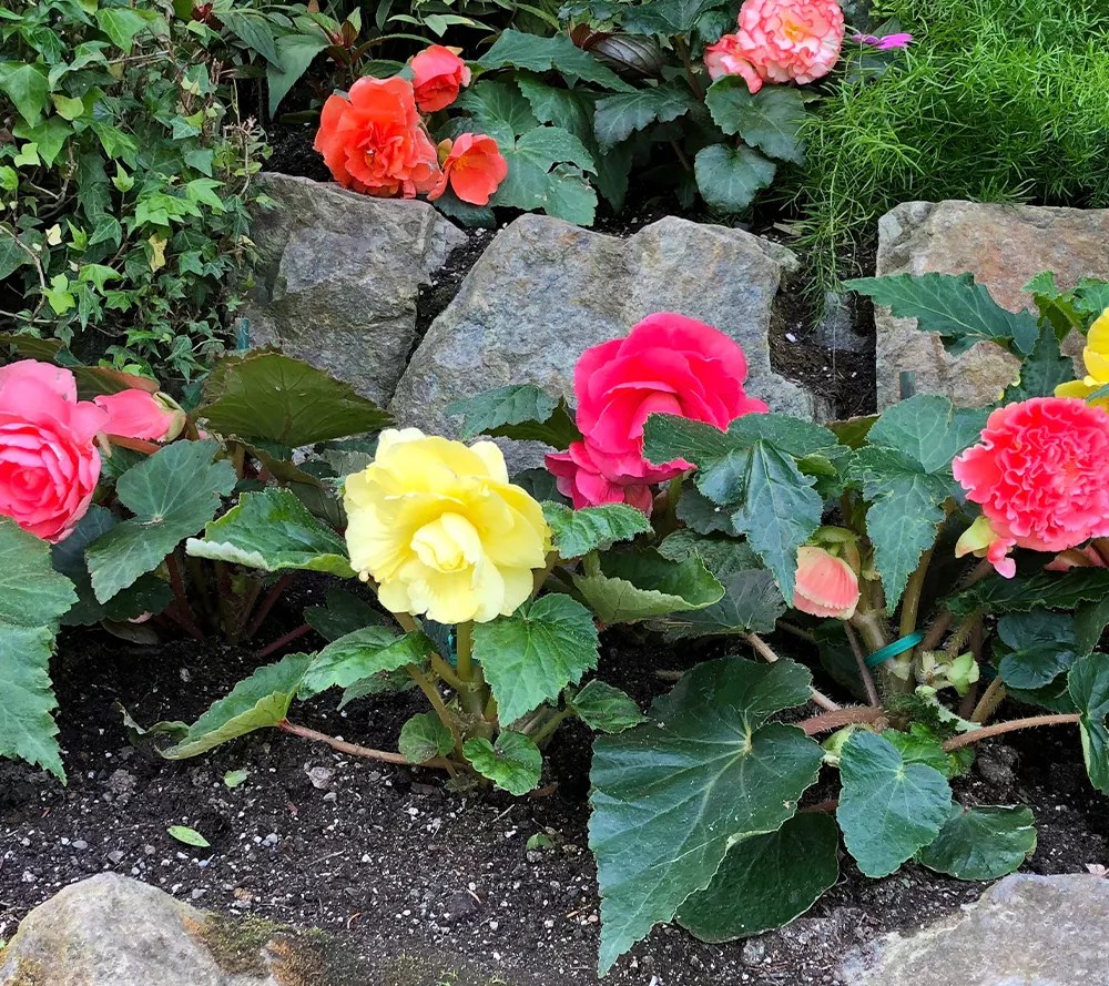 Roberta's 3pc Jumbo Begonias with Hanging Basket Live Bulbs