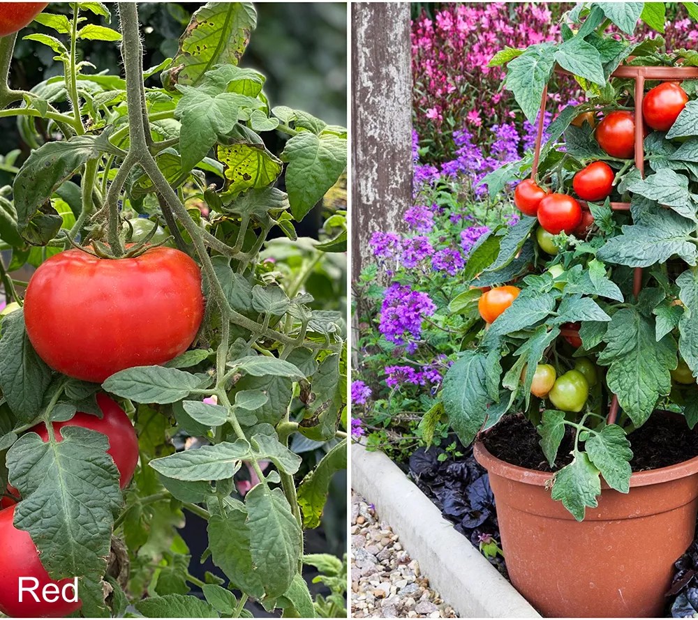 Roberta's 4pc. Patio Pleaser Red & Pink Beefsteak Tomato Plants