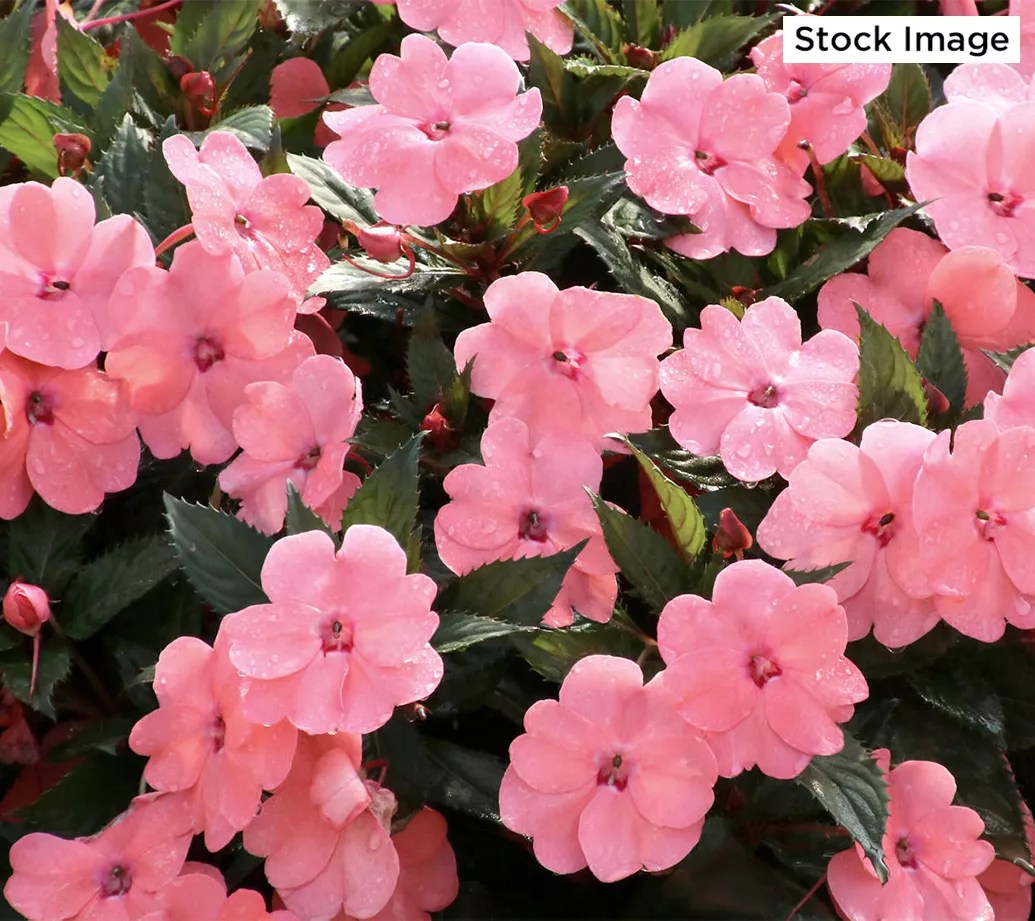 Cottage Farms 3Piece Pinkerbelle SunPatiens Live Plants