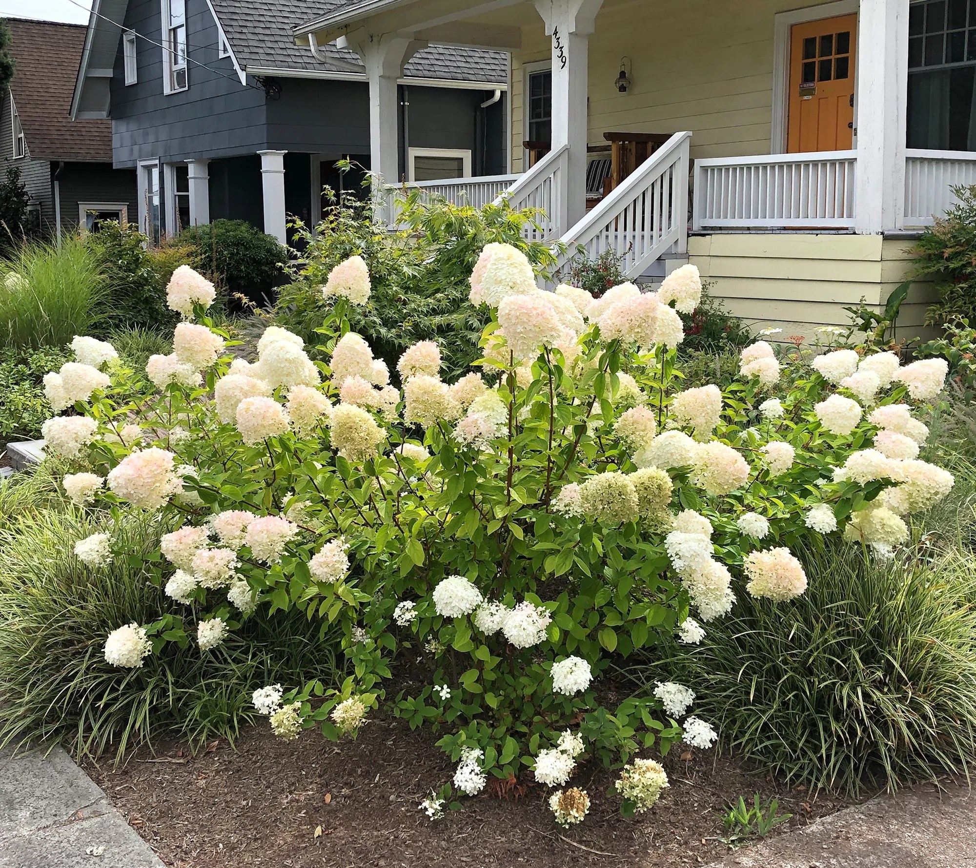 Roberta's 1Piece Mega Mindy Hydrangea Live Plant