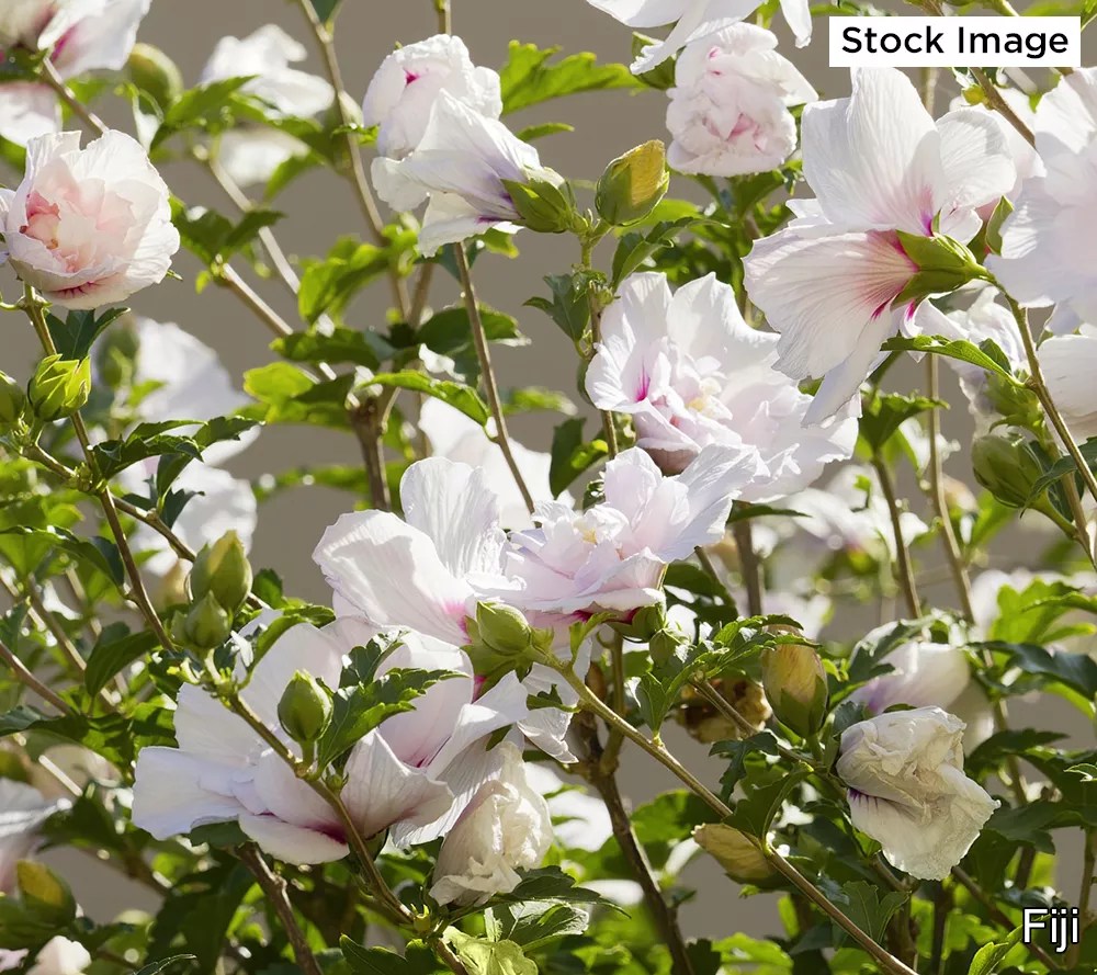 Cottage Farms 1Piece Rose of Sharon Live Tree