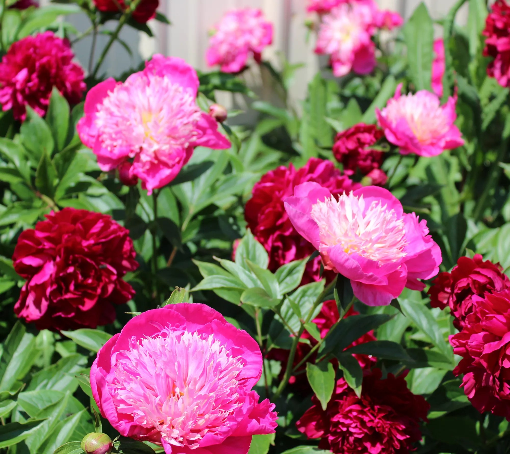 Roberta's Bounty AllPurpose Plant Food