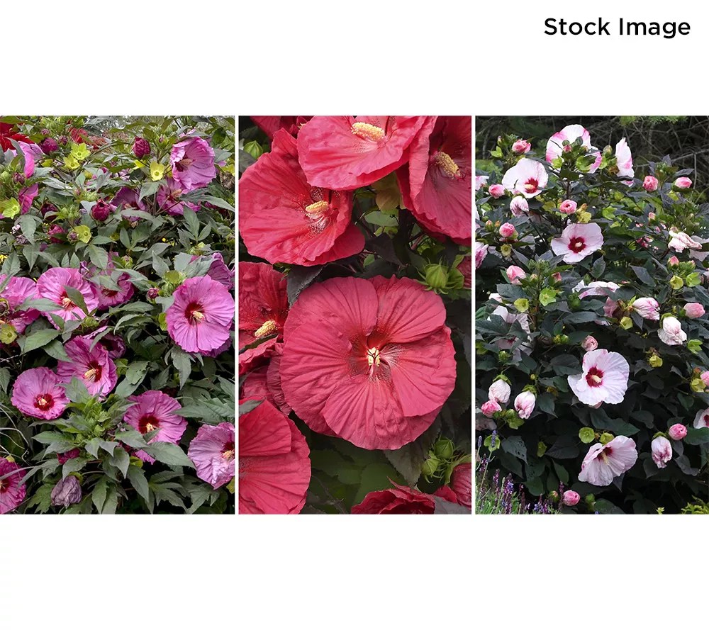 Cottage Farms 3Piece Ravishing Hardy Hibiscus Live Bareroots