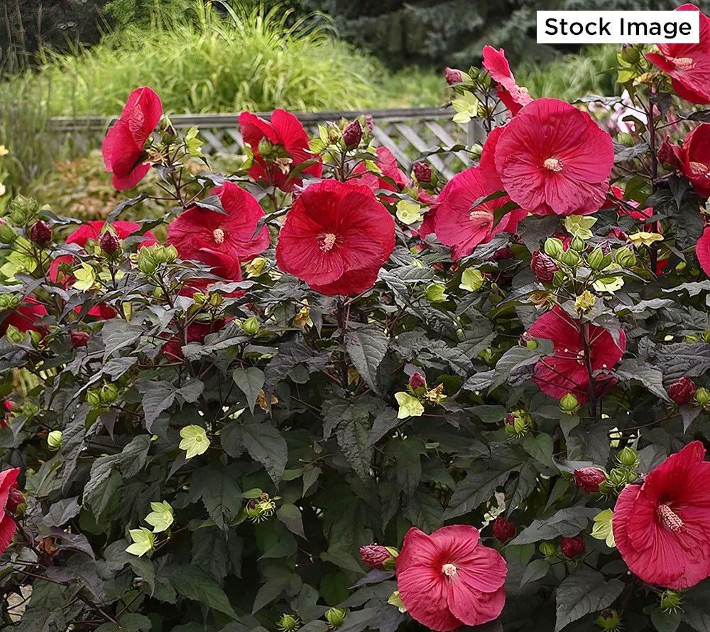 Cottage Farms 3Piece Ravishing Hardy Hibiscus Live Bareroots