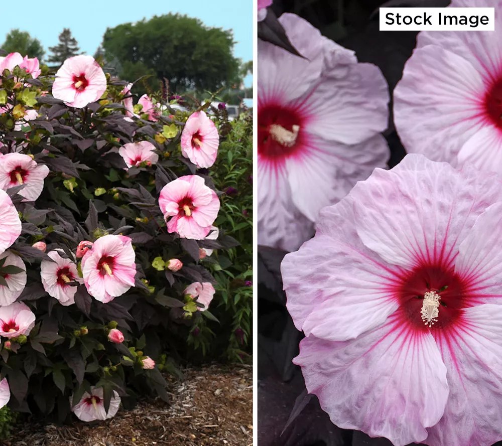 Cottage Farms 3Piece Ravishing Hardy Hibiscus Live Bareroots