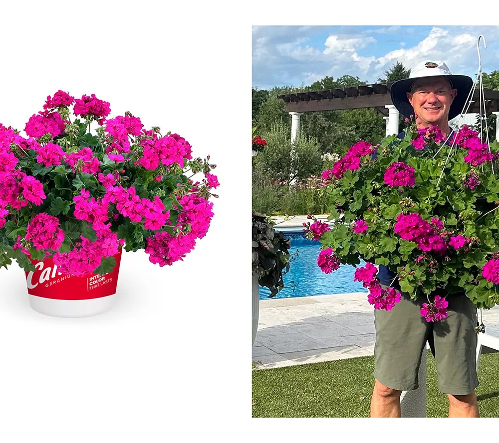 Roberta's 4pc Calliope Cascade Violet Geranium Plants