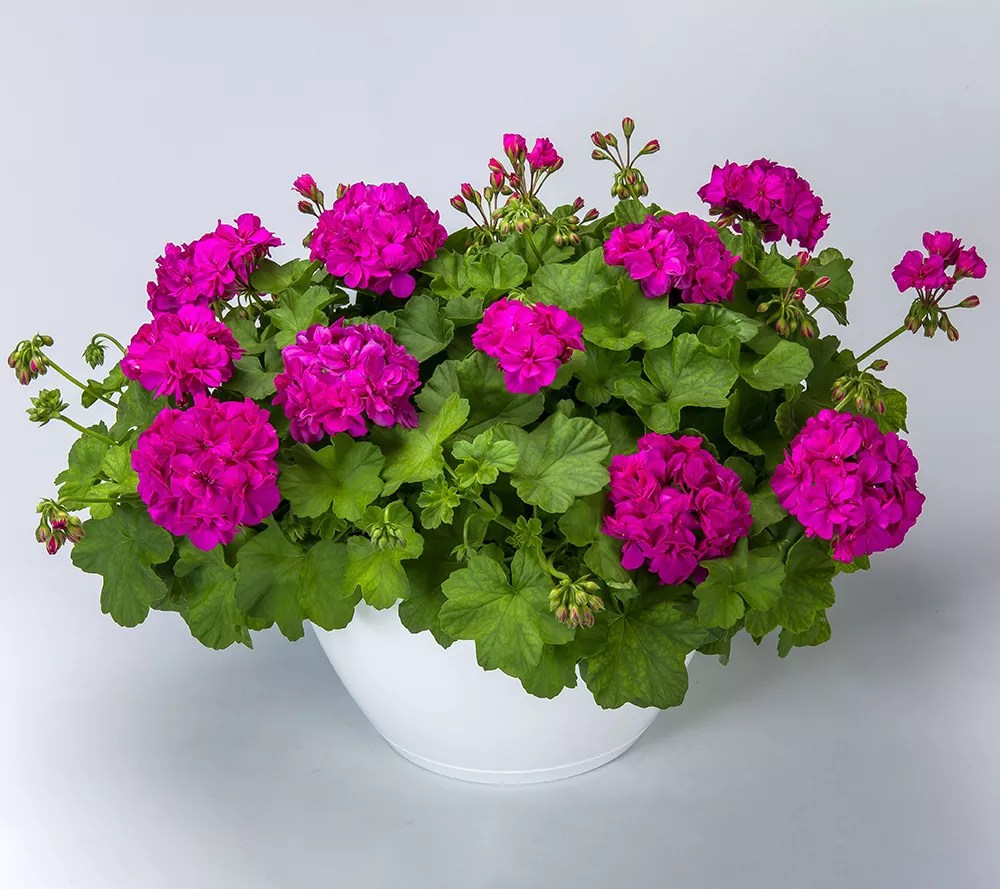 Roberta's 4pc Calliope Cascade Violet Geranium Plants