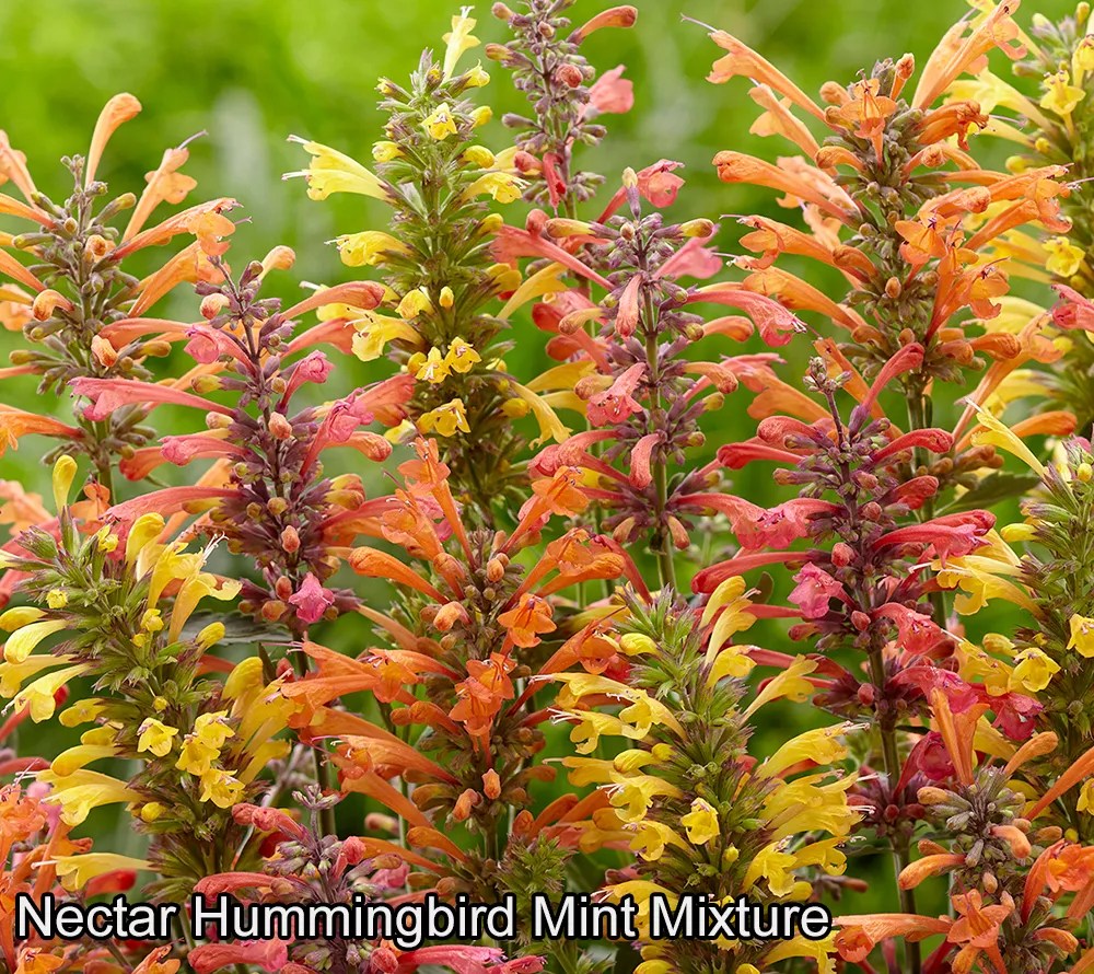 Barbara King 5 pc Nectar Hummingbird Mint Mix Live Plants