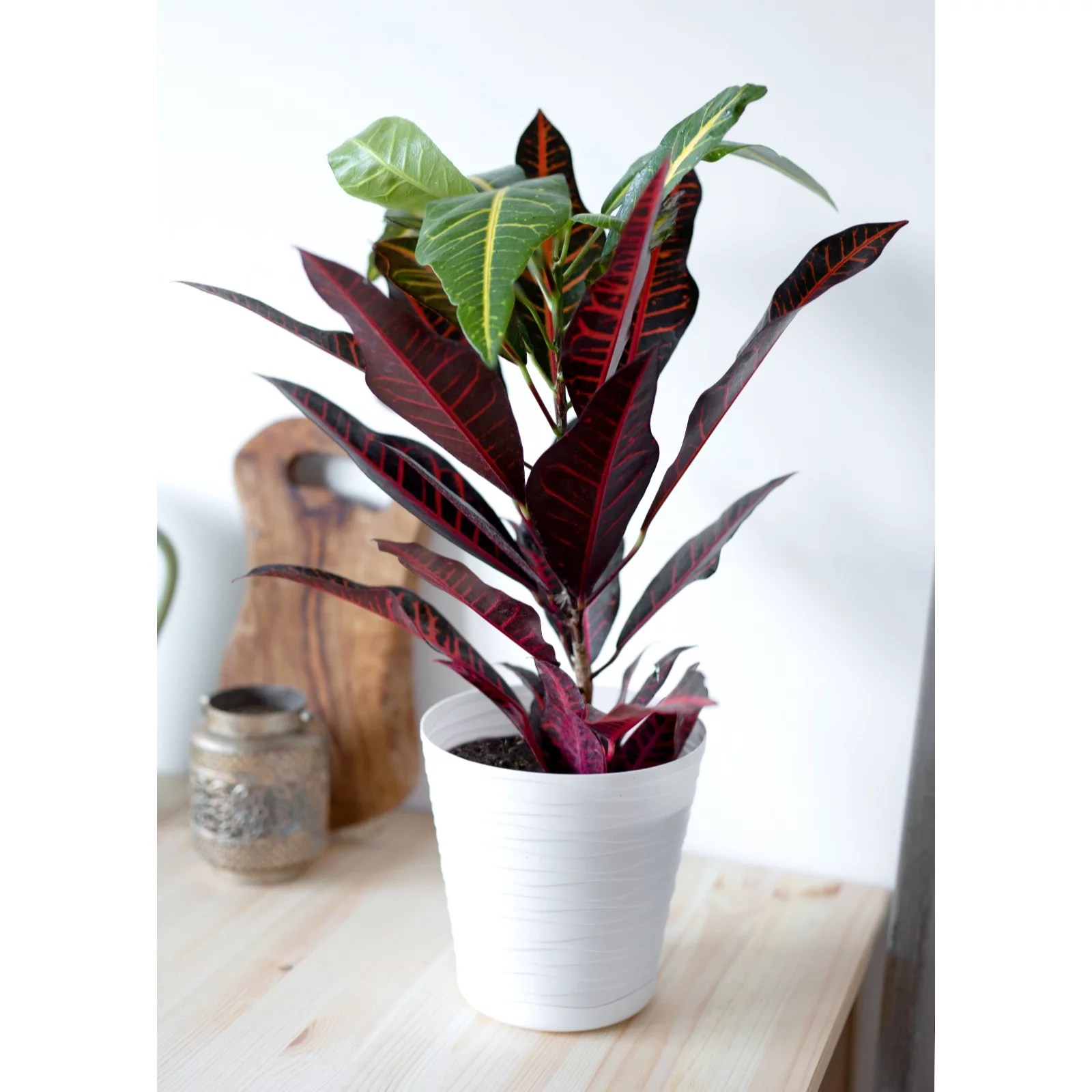 Hayloft Plants Croton Excellence with White Decorative Pot QVC UK