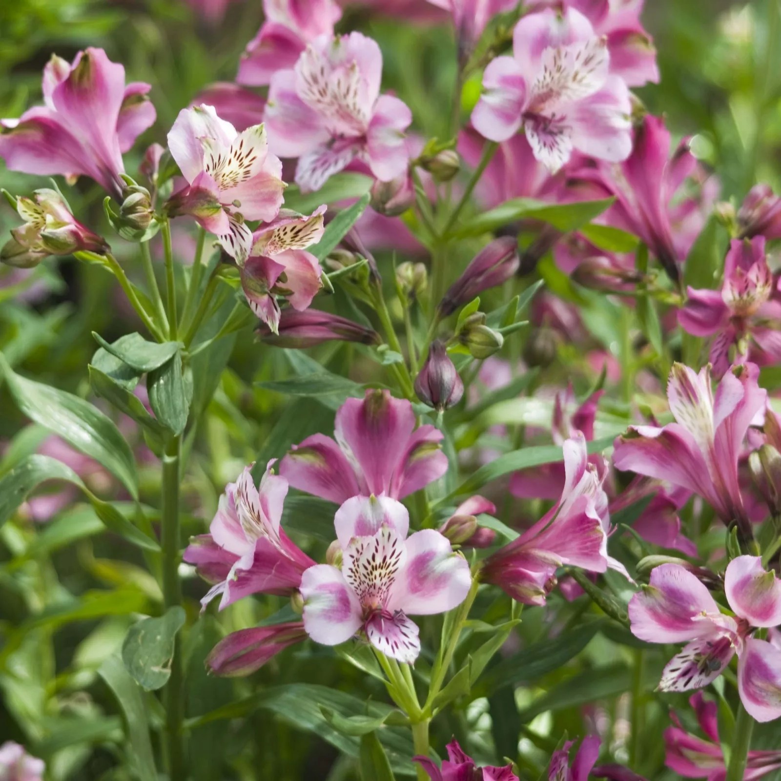 Hayloft Plants 5 x Alstroemeria Butterfly Young Plants QVC UK