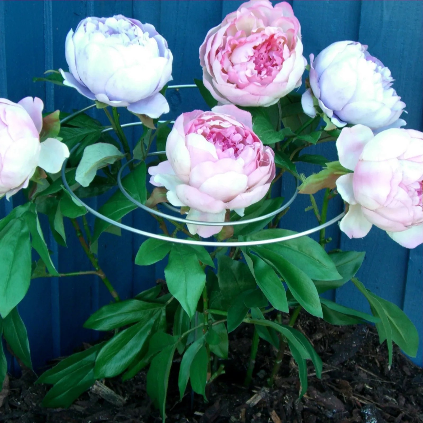 Babyllon Set of 3 Spiral Plant Supports QVC UK