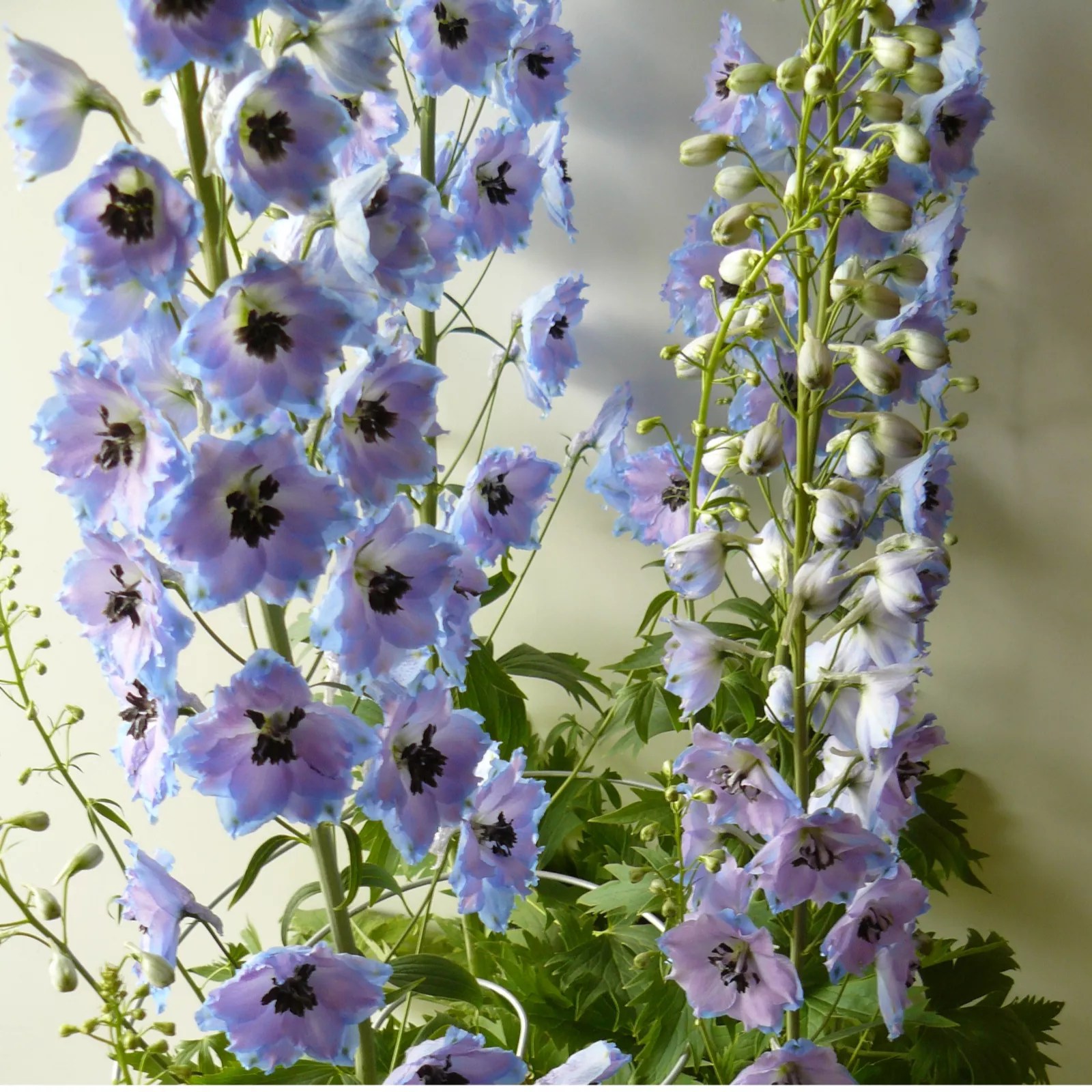 Babyllon Set of 3 Spiral Plant Supports QVC UK