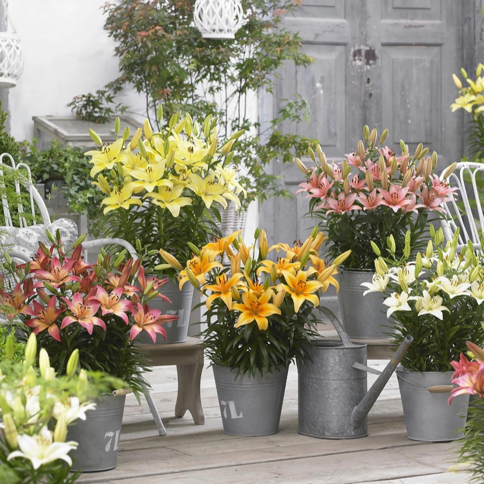 Mont Rose 35 x Summer Joy Asiatic Ground Cover Lilies Bulbs QVC UK