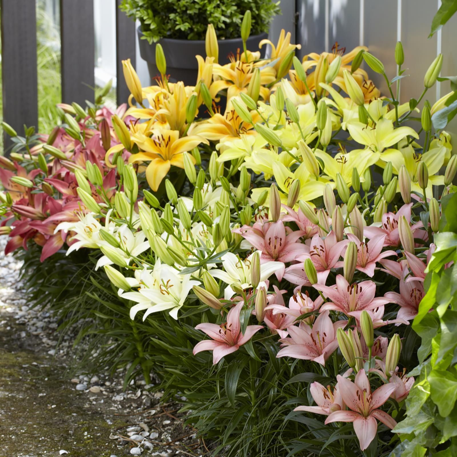 Mont Rose 35 x Summer Joy Asiatic Ground Cover Lilies Bulbs QVC UK